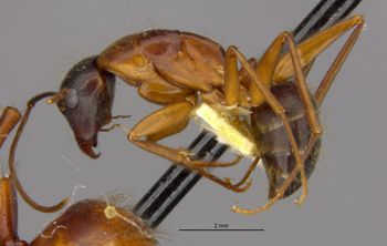Media type: image;   Entomology 21454 Aspect: habitus lateral view